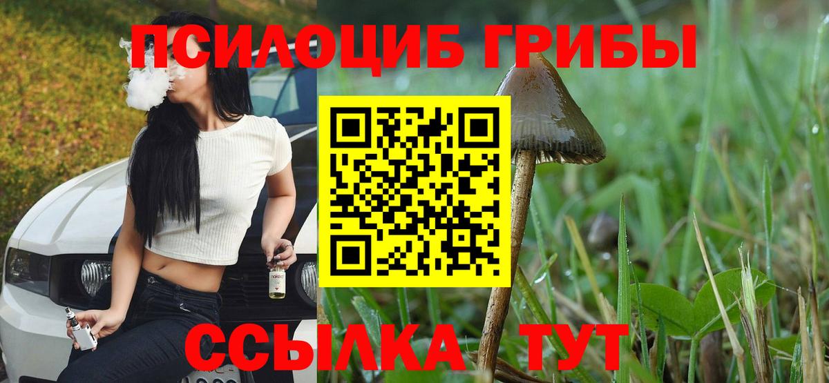 Галлюциногенные грибы Psilocybe Новокузнецк